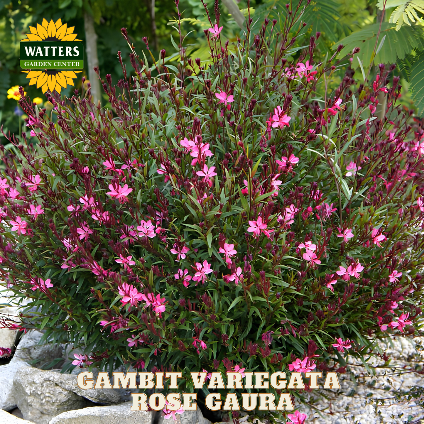 Rose gaura plant with pink flowers and green leaves, branded with Watters Garden Center.