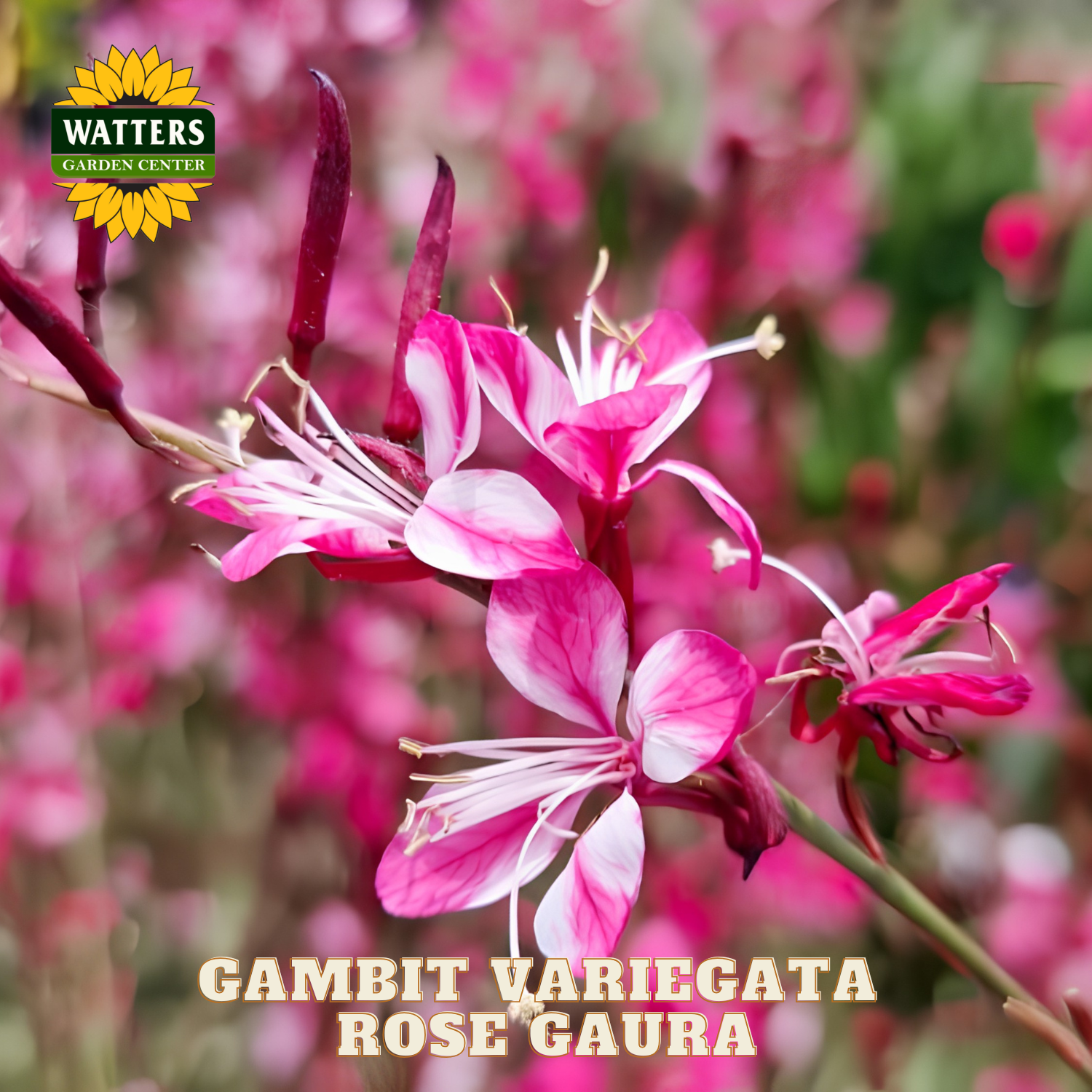 Pink and white flower with Watters Garden Center logo and 'Gambit Variegata Rose Gaura' text.