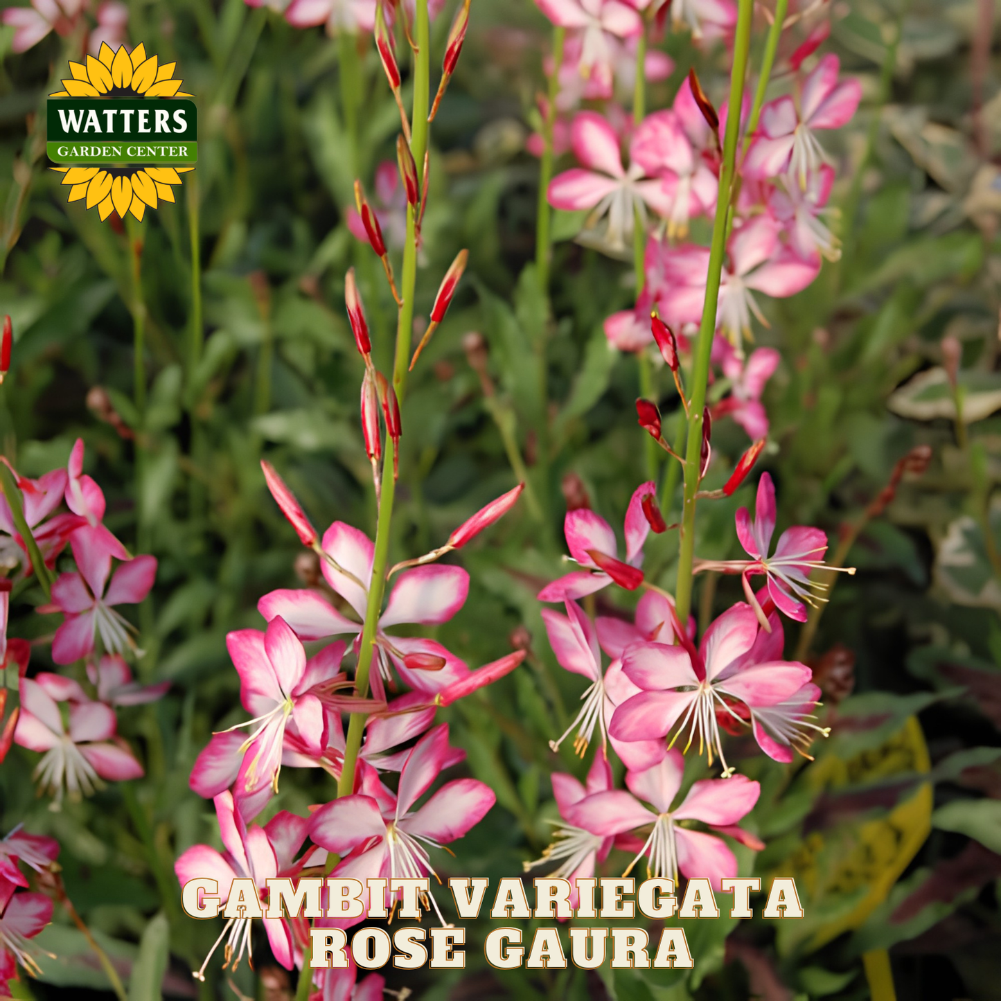 Pink and white flowers with 'Watters Garden Center' logo and 'Gambit Variegata Rose Gaura' text.