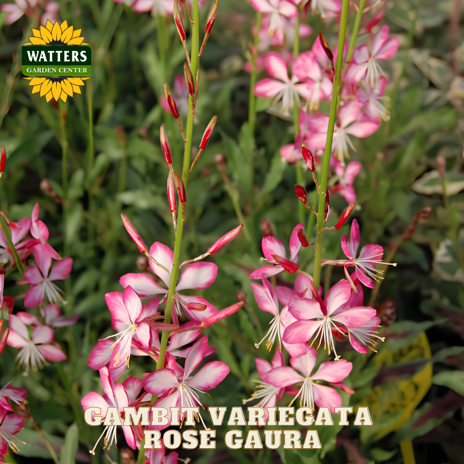 Pink and white flowers with 'Watters Garden Center' logo and 'Gambit Variegata Rose Gaura' text.