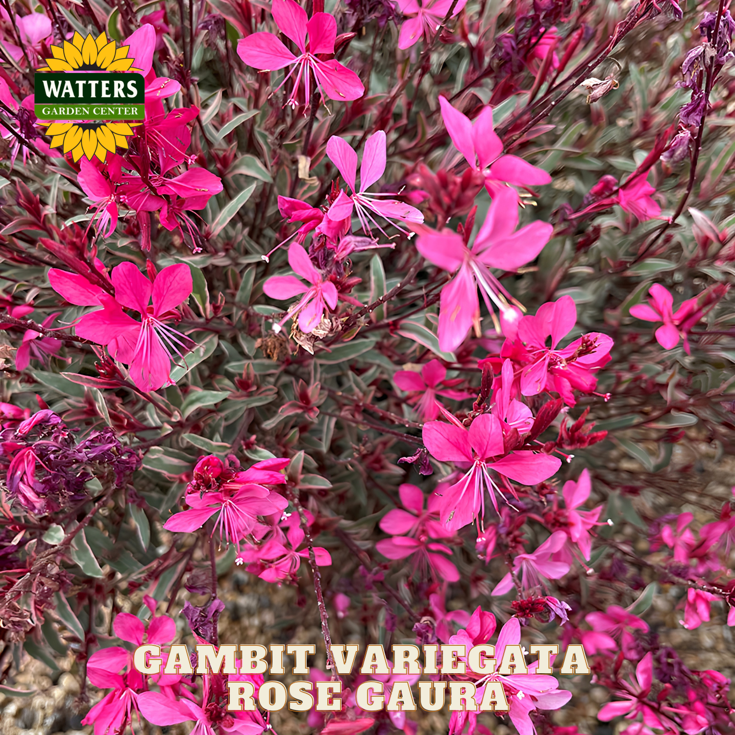 Pink flowers with 'Watters Garden Center' logo and 'Gambit Variegata Rose Gaura' text.