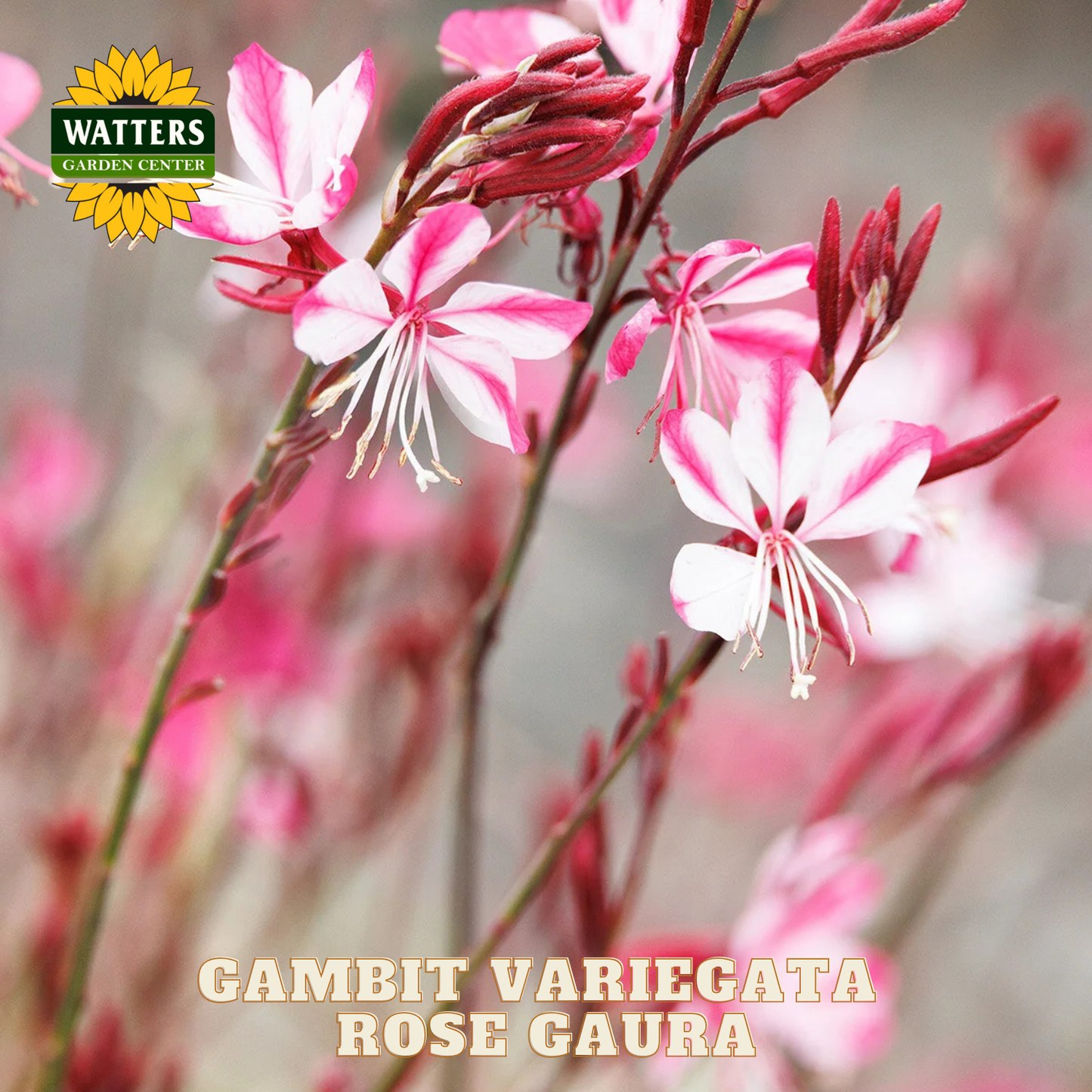 Pink and white flowers with 'Watters Garden Center' logo and 'Gambit Variegata Rose Gaura' text.