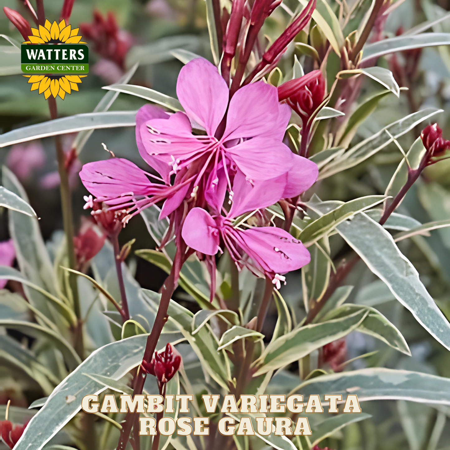 Pink flower with green leaves and Watters Garden Center logo.
