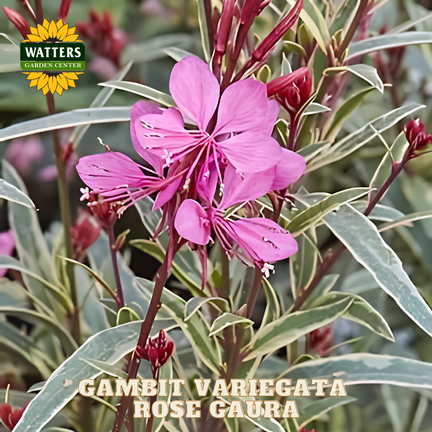 Pink flower with green leaves and Watters Garden Center logo.