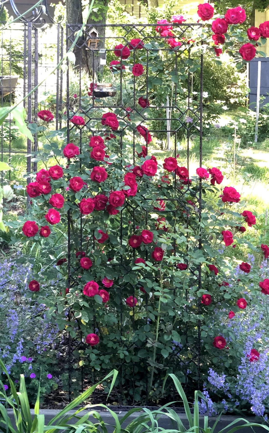 CRIMSON SKY CLIMBING ROSE 2gal