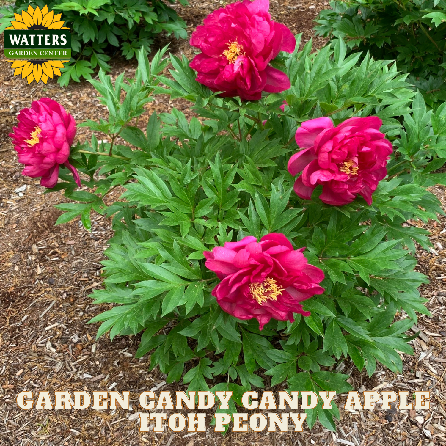 Pink flowers with green leaves on a mulched garden bed, featuring Watters Garden Center branding.