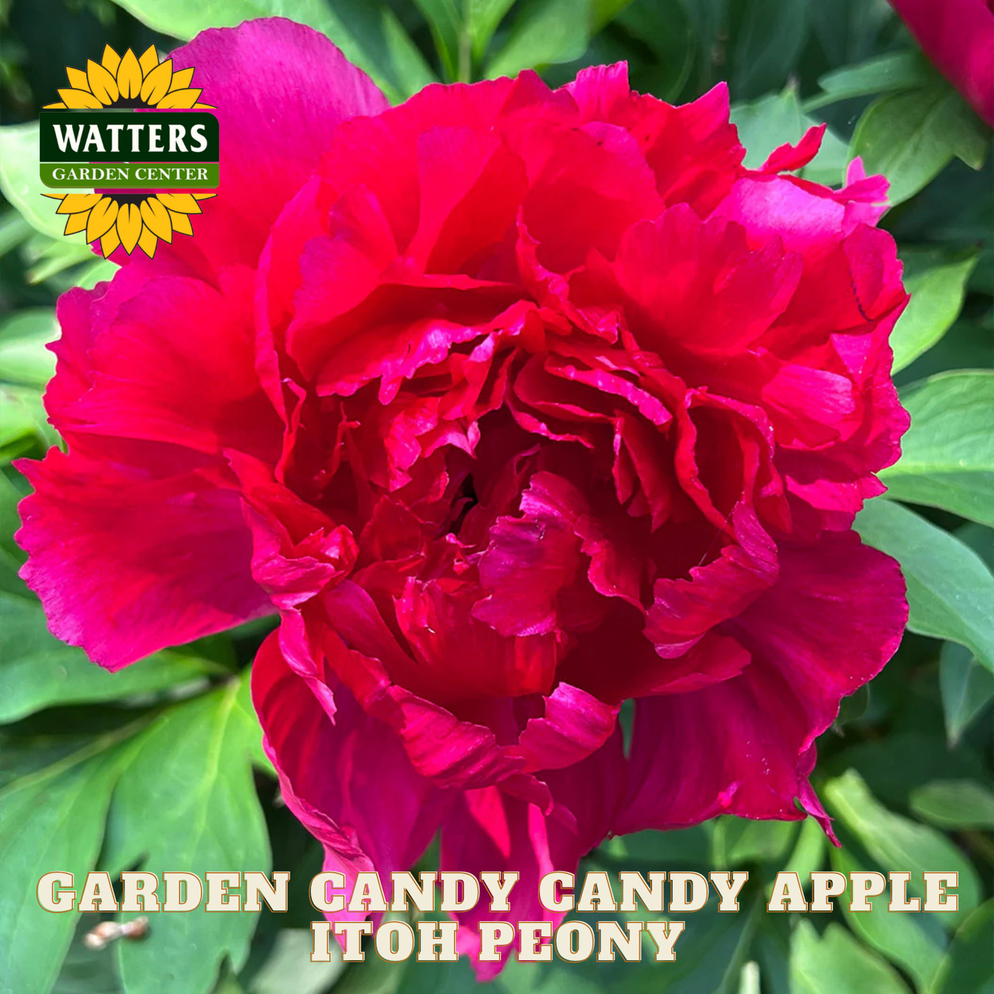 Red peony flower with 'Watters Garden Center' logo and text overlay.