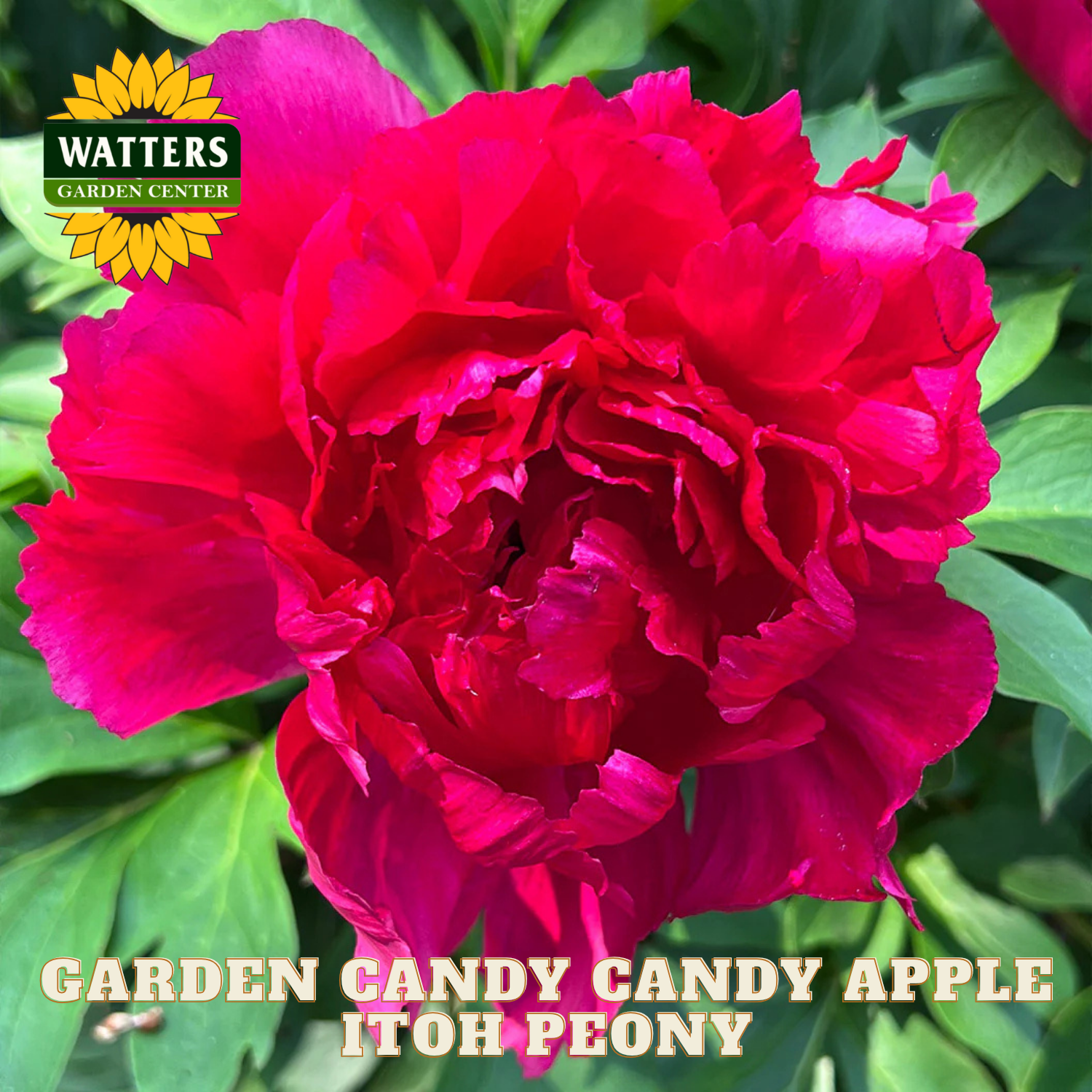 Red peony flower with 'Watters Garden Center' logo and text overlay.
