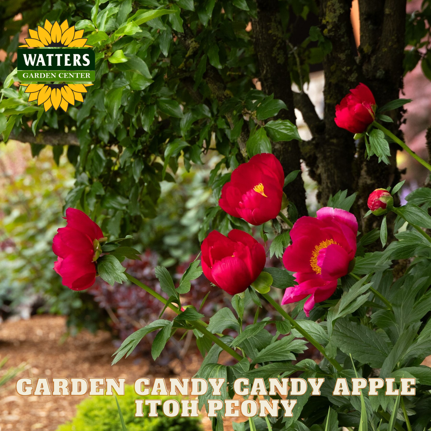 Garden Candy Candy Apple Itoh Peony with Watters Garden Center logo