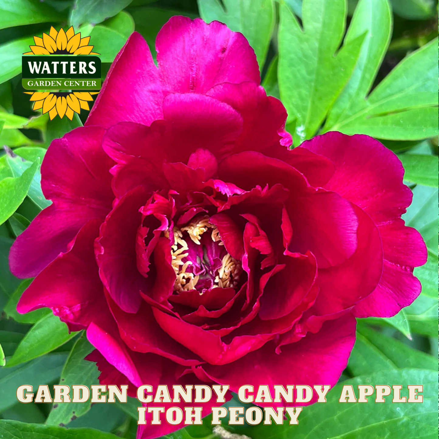 Red peony flower with green leaves and Watters Garden Center logo.