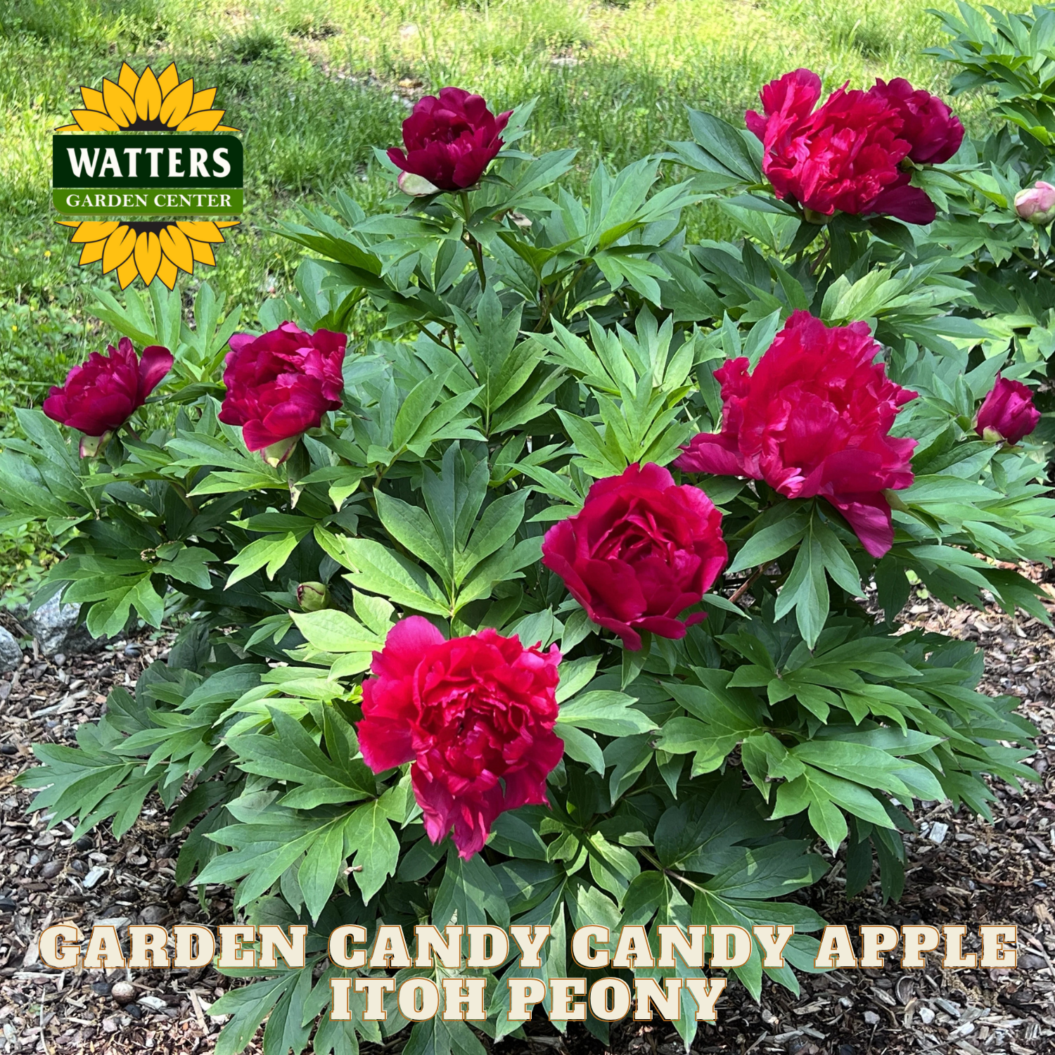 Garden Candy Candy Apple Itoh Peony plant with vibrant red flowers and green leaves, branded with Watters Garden Center.