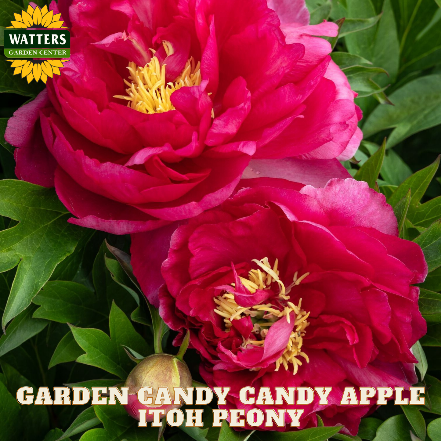 Two pink peony flowers with green leaves and 'Watters Garden Center' branding.