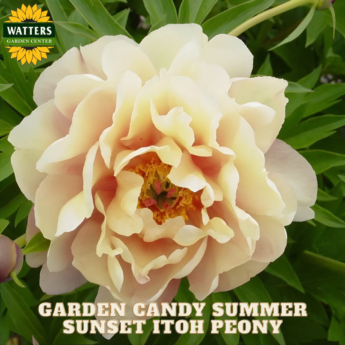 Garden Candy Summer Sunset Itoh Peony flower with Watters Garden Center branding.