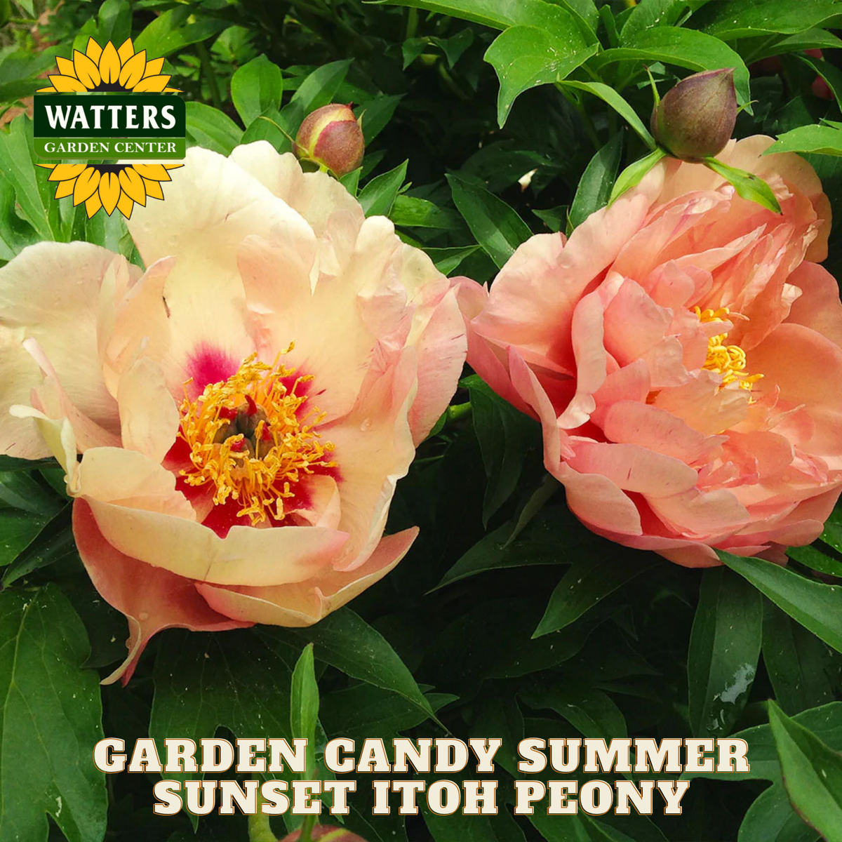 Two pink peony flowers with green leaves and Watters Garden Center branding.