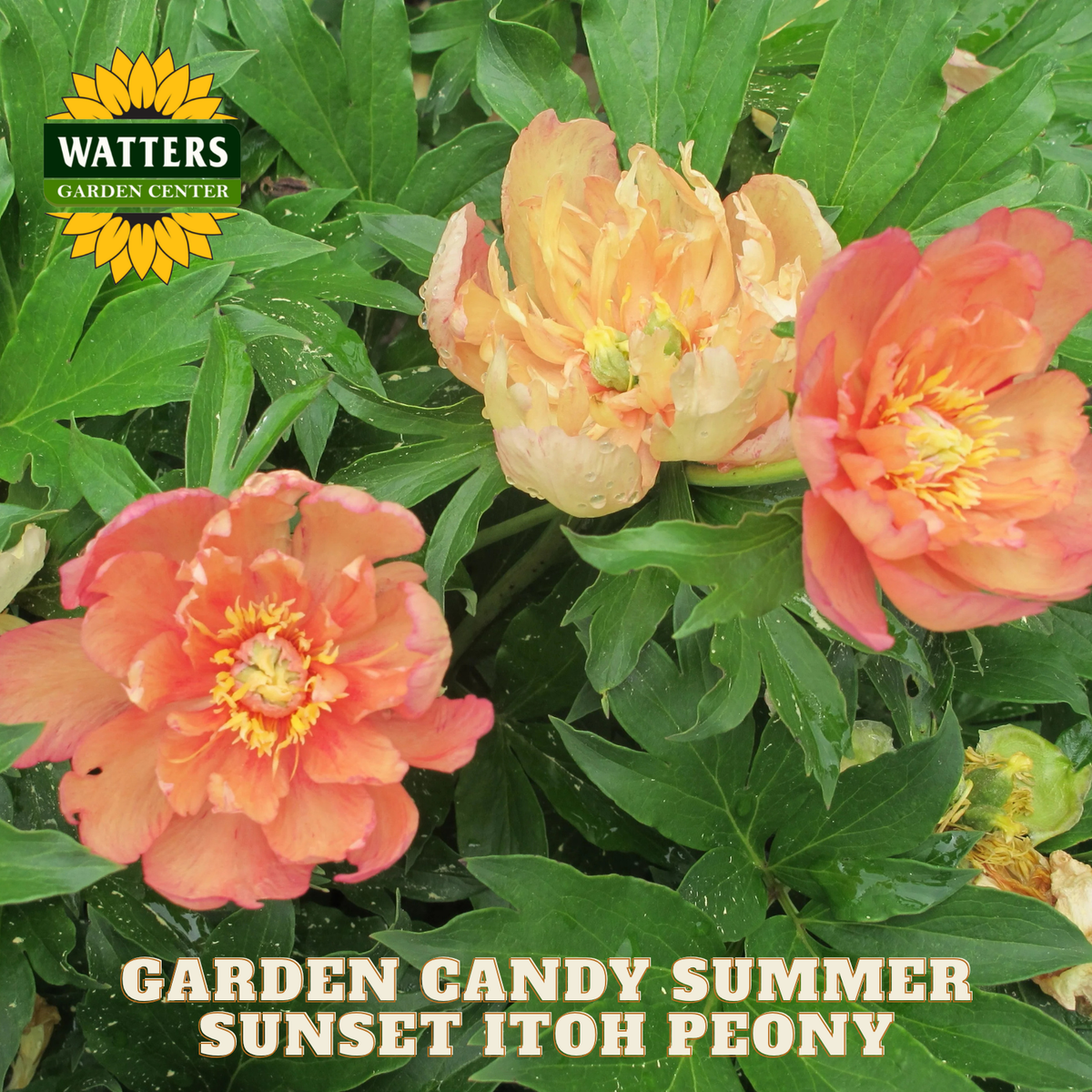 Garden Candy Summer Sunset Itoh Peony flowers with Watters Garden Center logo.