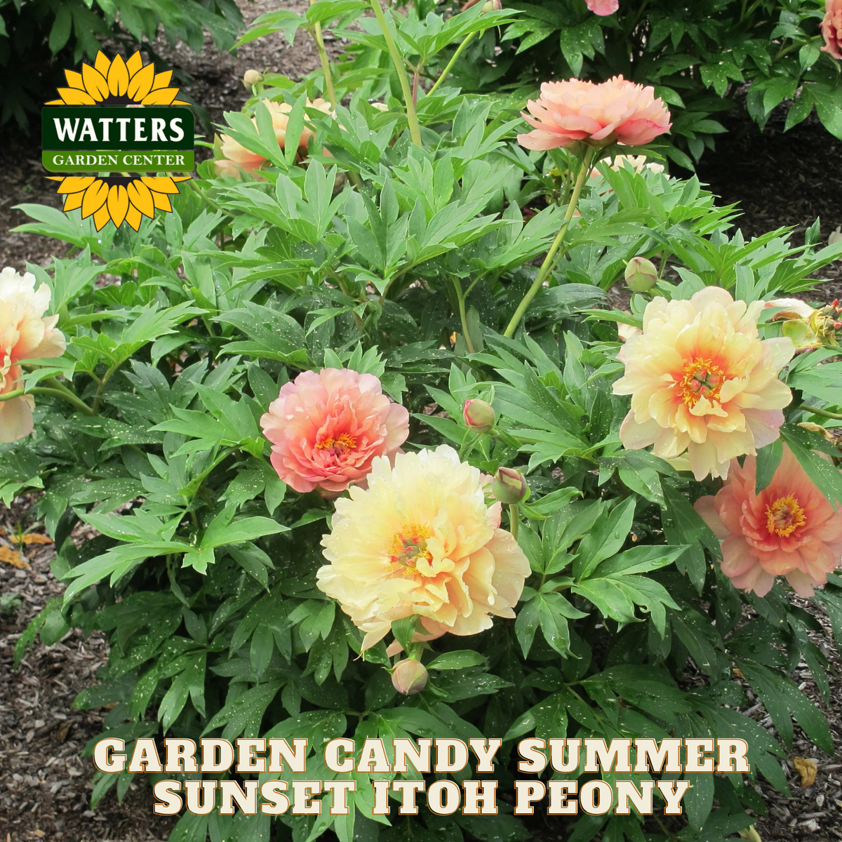 Garden Candy Summer Sunset Peony on a green bush.