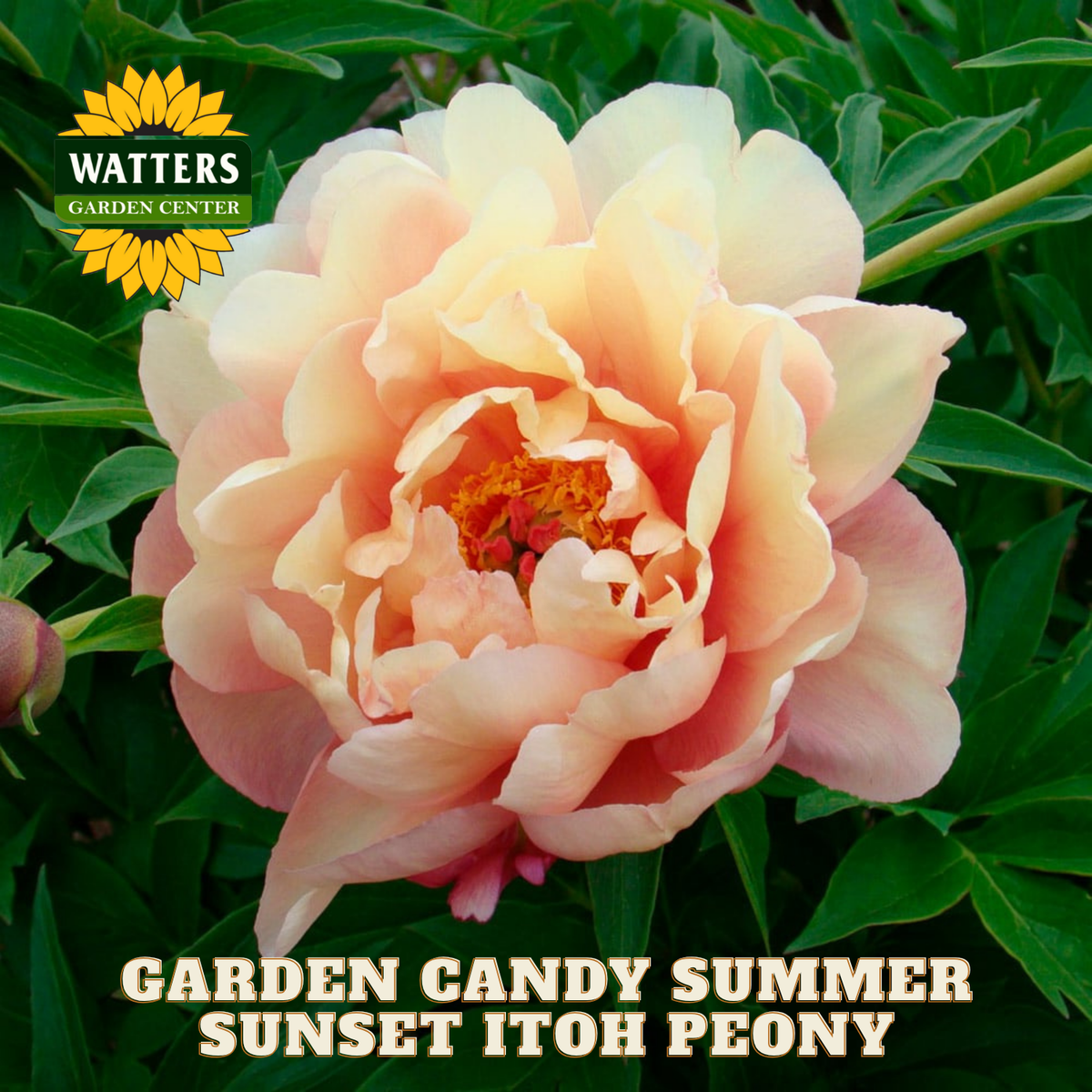Garden Candy Summer Sunset Itoh Peony with Watters Garden Center logo