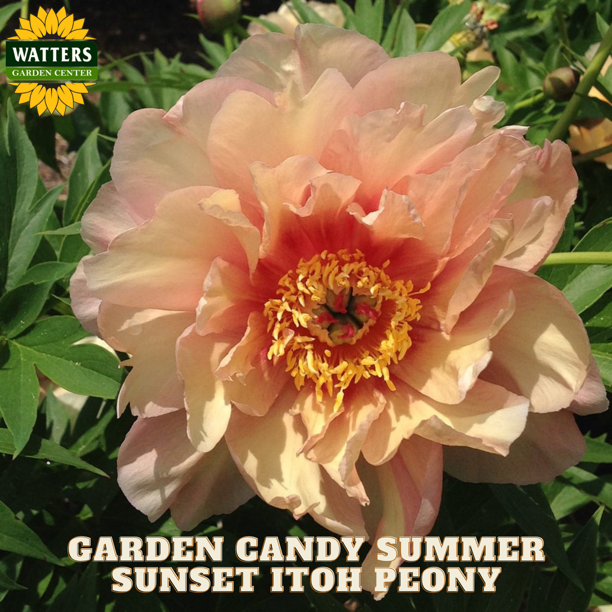 Garden Candy Summer Sunset Itoh Peony flower with Watters Garden Center branding.