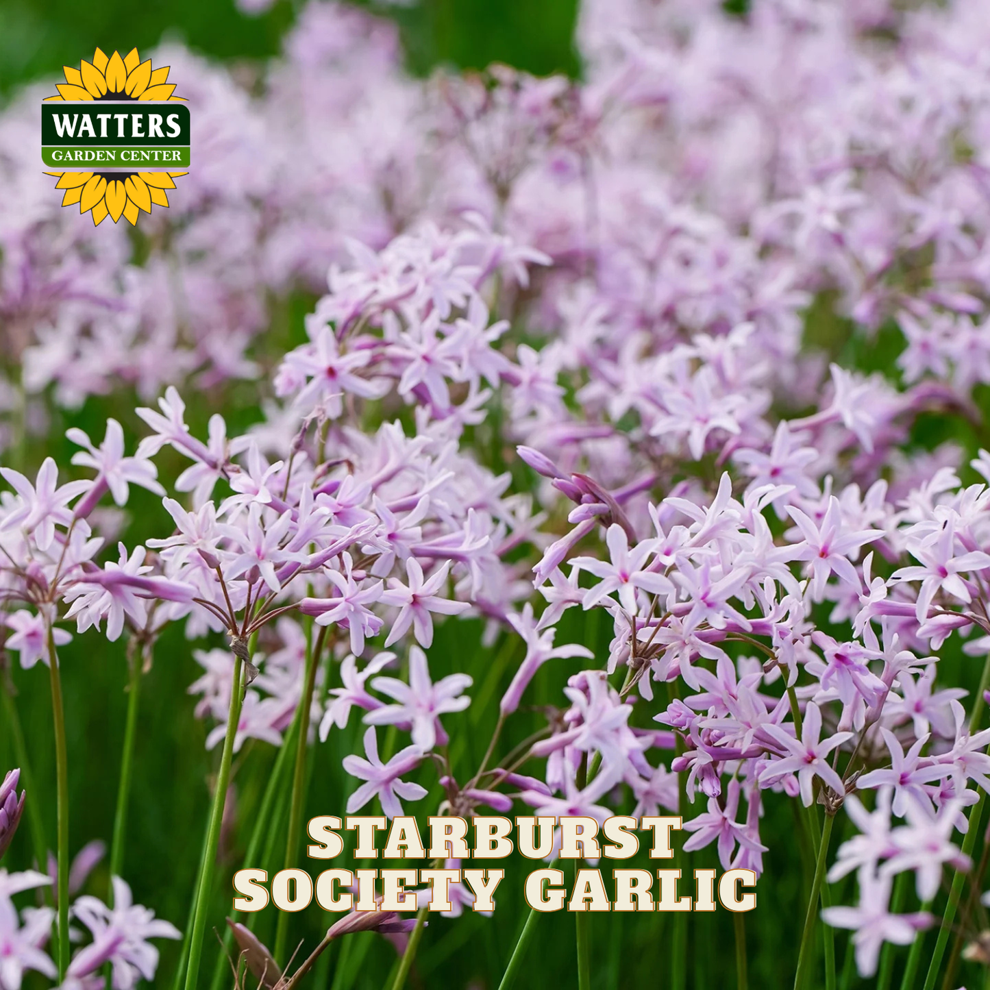 STARBURST SOCIETY GARLIC 1gal