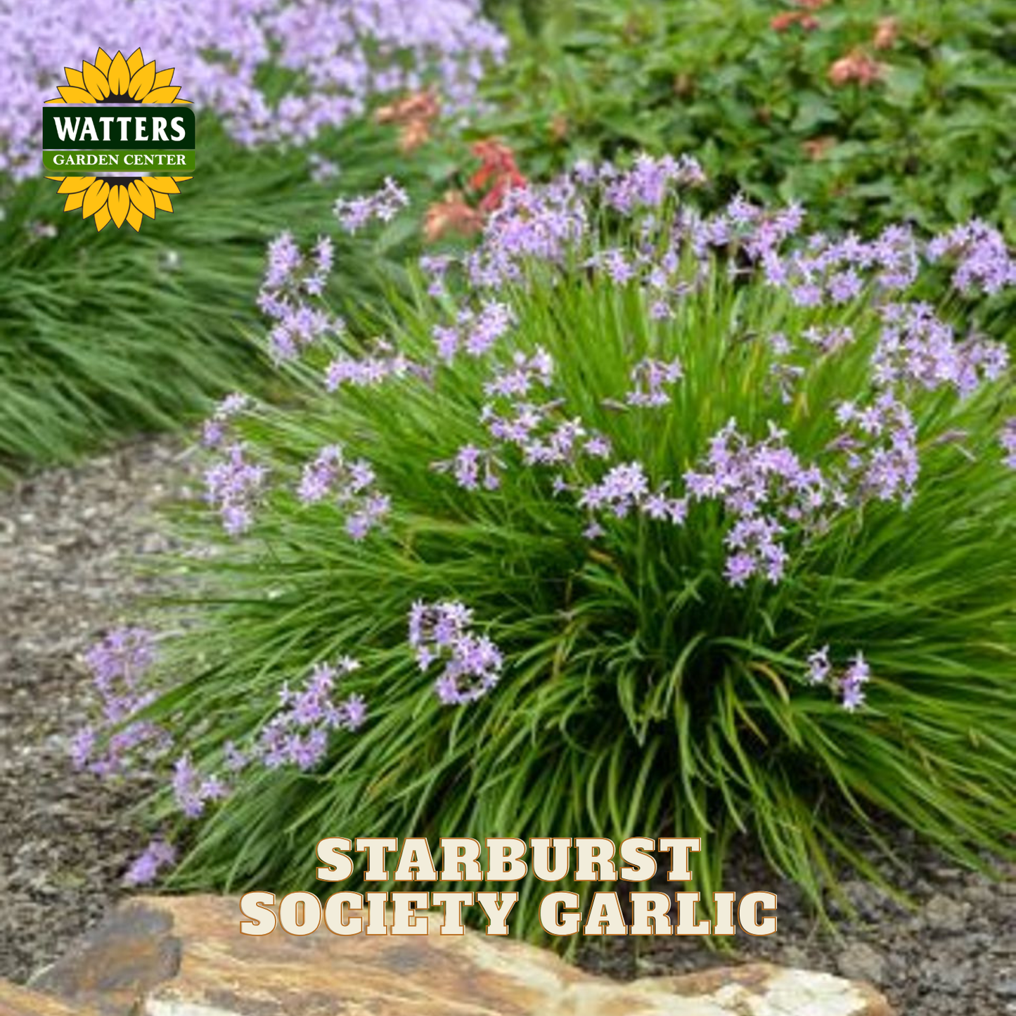 STARBURST SOCIETY GARLIC 1gal