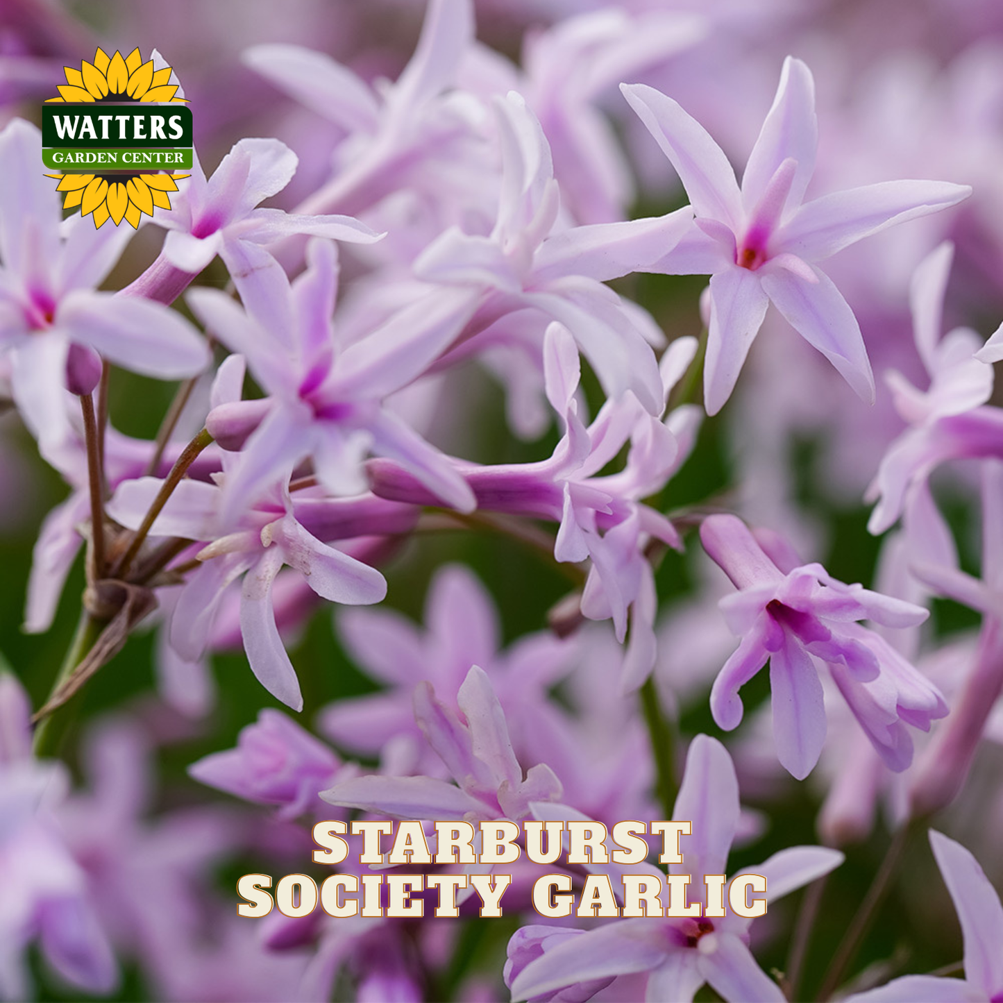 STARBURST SOCIETY GARLIC 1gal
