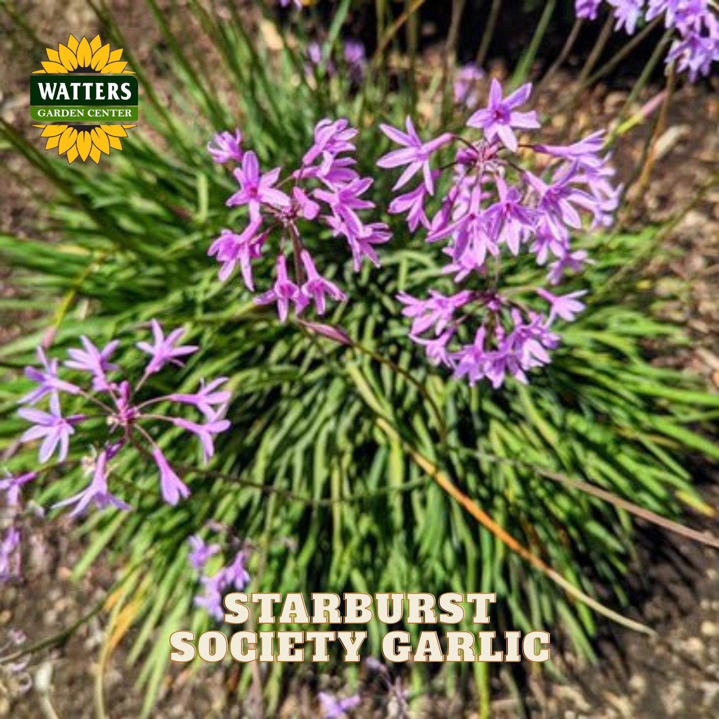 STARBURST SOCIETY GARLIC 1gal