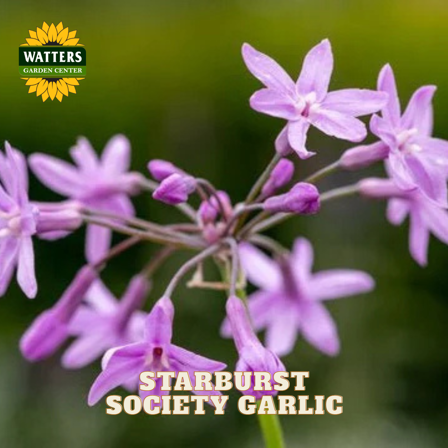 STARBURST SOCIETY GARLIC 1gal