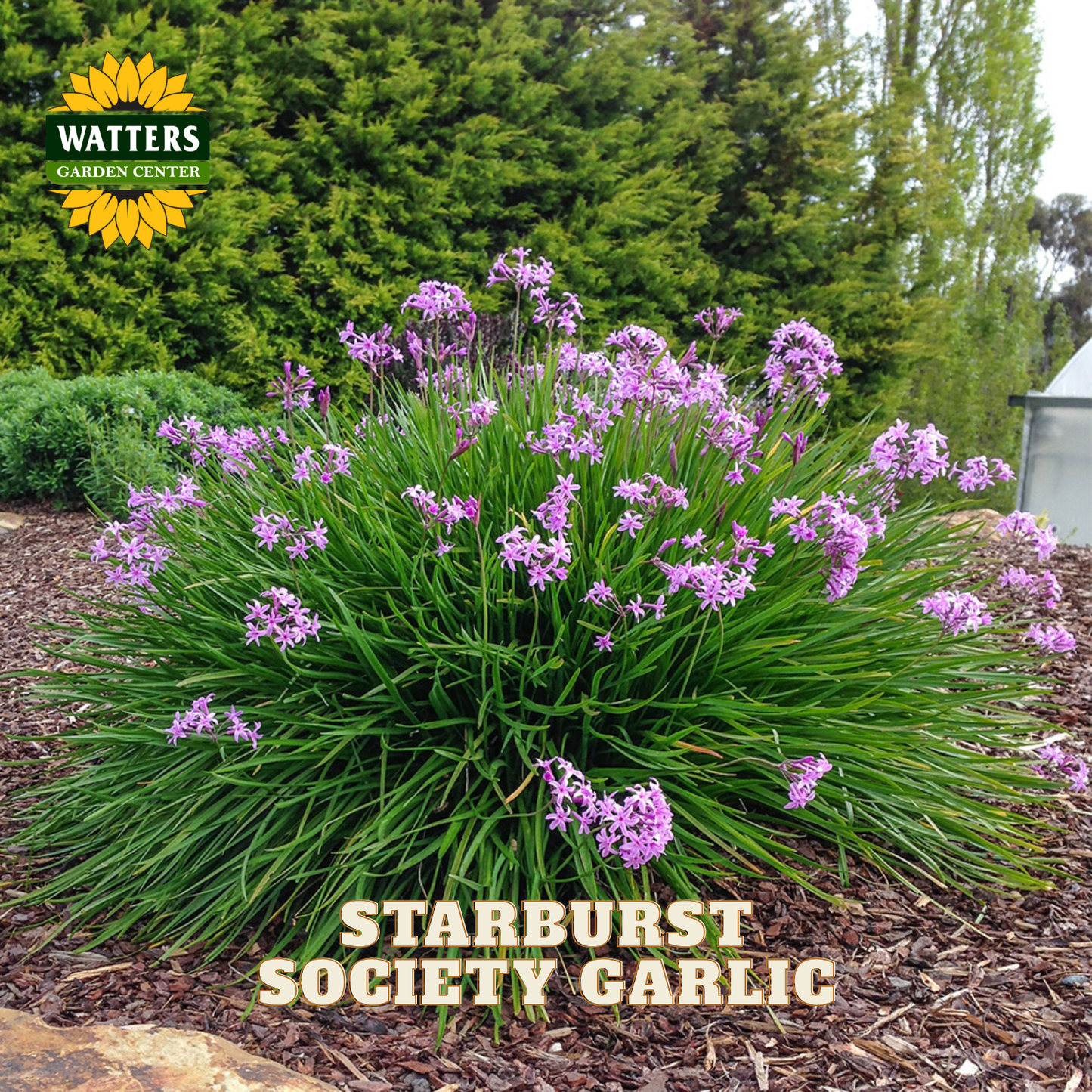 STARBURST SOCIETY GARLIC 1gal