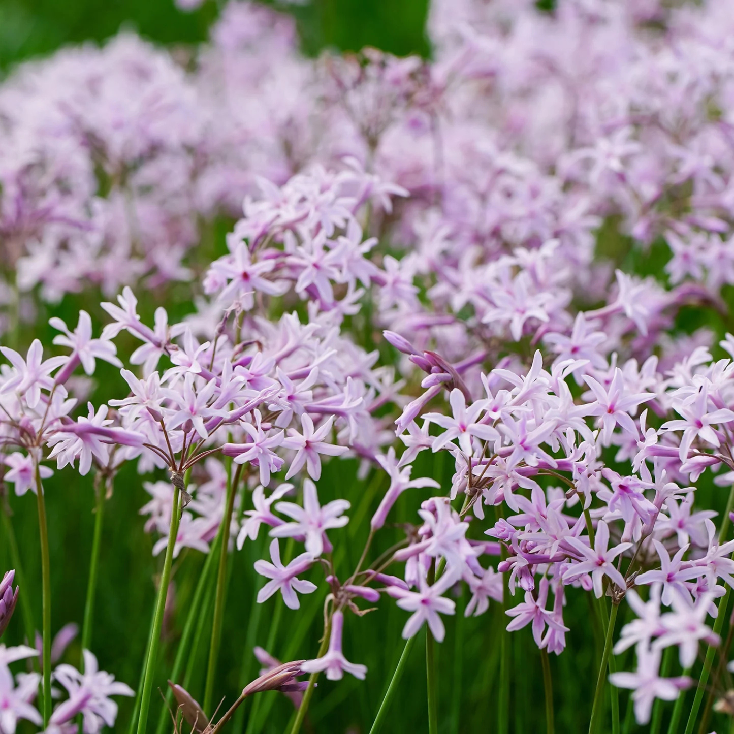 STARBURST SOCIETY GARLIC 1gal