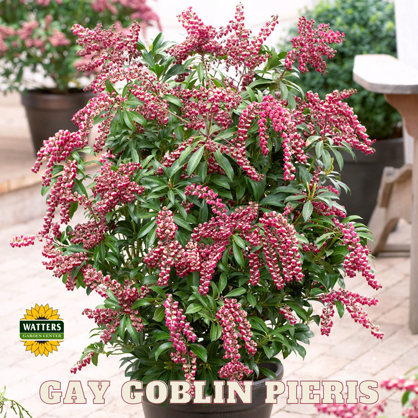 GAY GOBLIN LILY OF THE VALLEY PIERIS 2gal