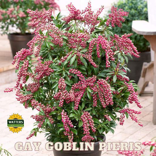 GAY GOBLIN LILY OF THE VALLEY PIERIS 2gal