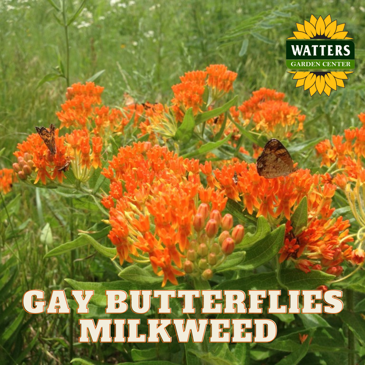 MILKWEED SEED