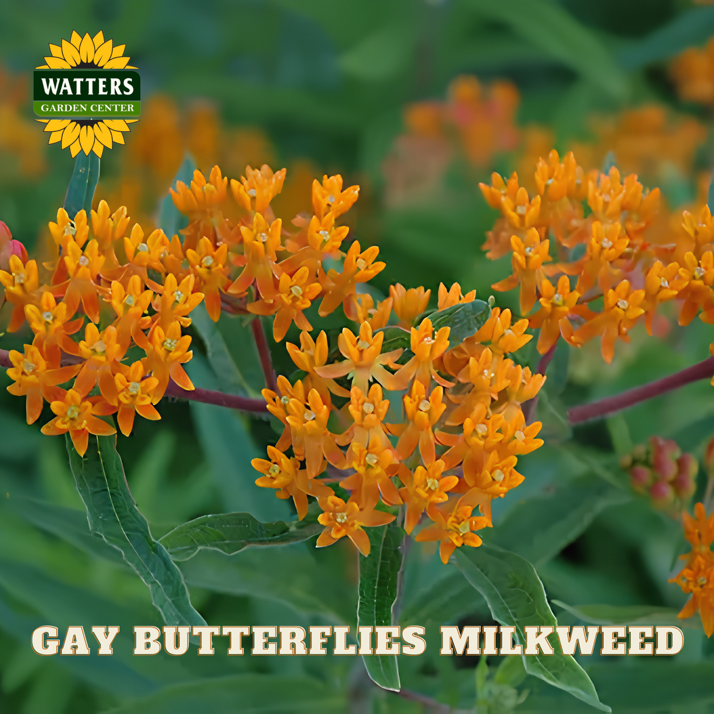 Orange flowers with green leaves and Watters Garden Center logo.