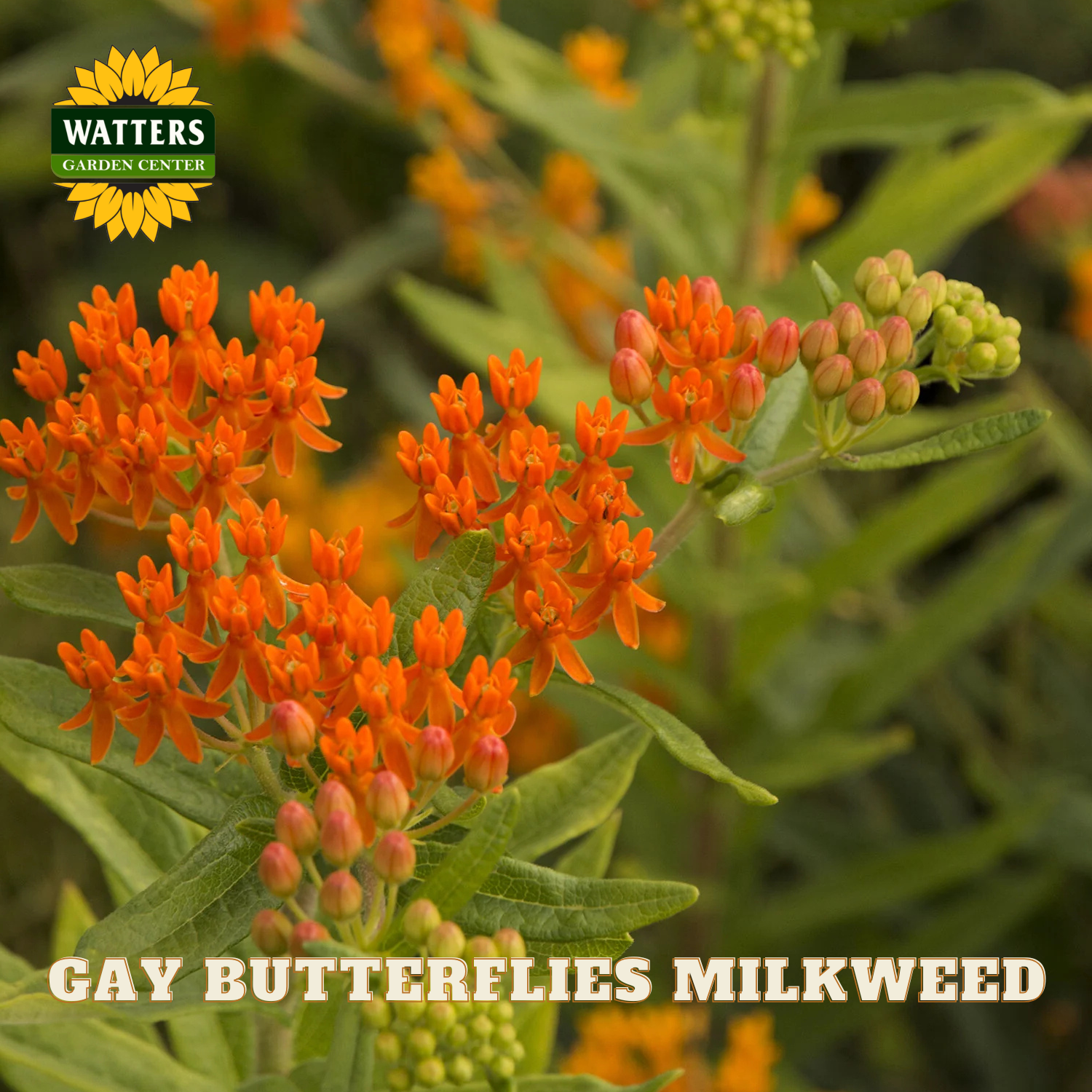 Orange flowers with green leaves and Watters Garden Center logo.