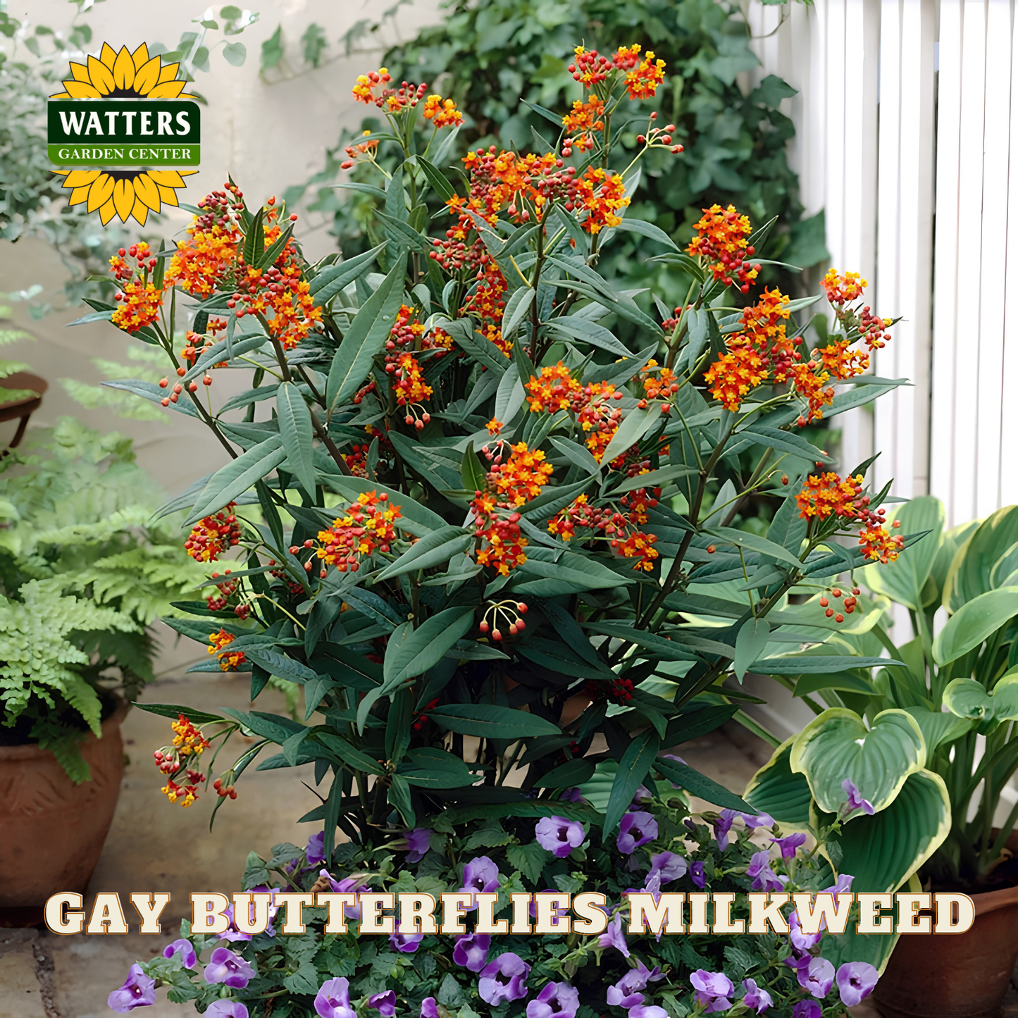 Gay Butterflies Milkweed plant with Watters Garden Center logo in the corner.