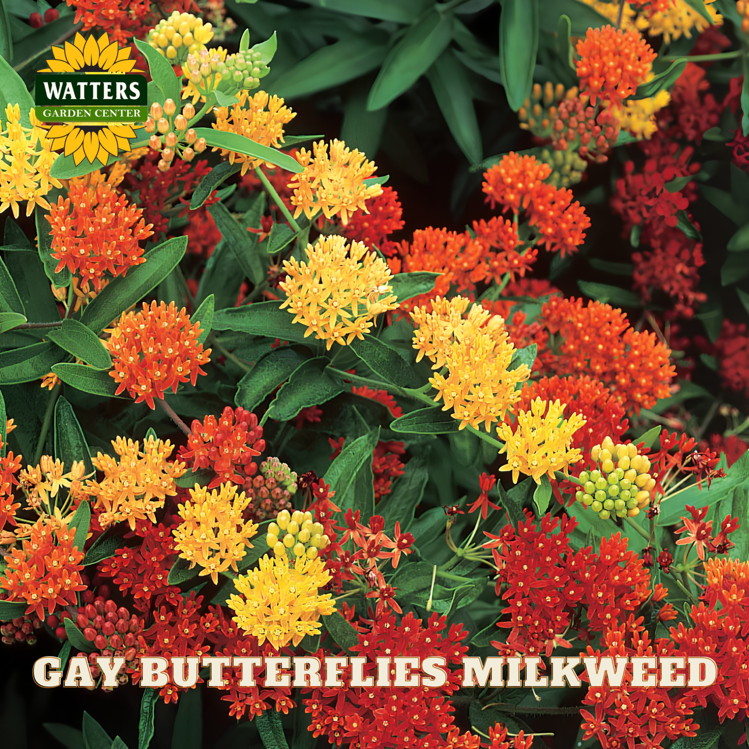 Colorful flowers with 'Watters Garden Center' logo and text 'Gay Butterflies Milkweed'.