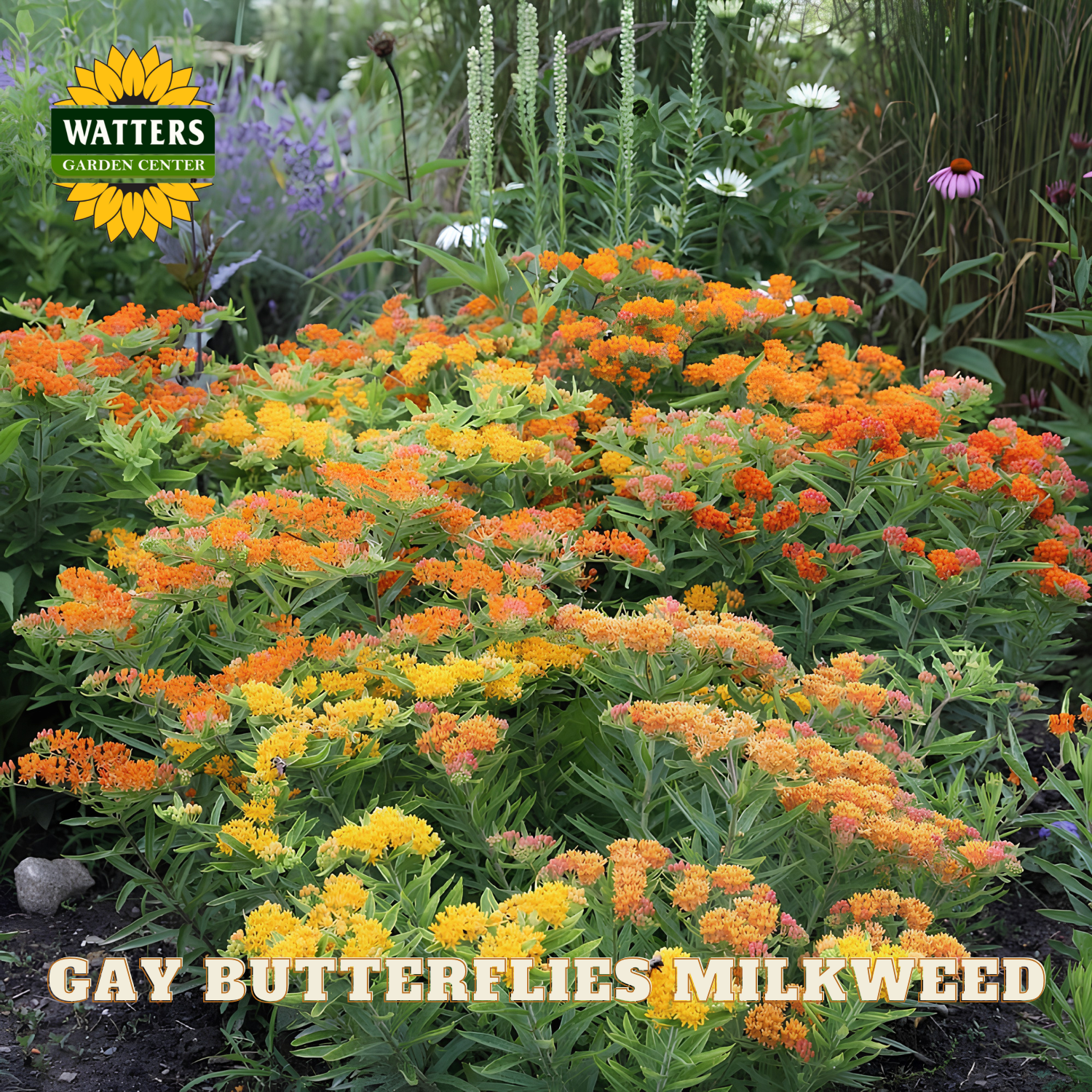 Garden scene with orange and yellow flowers labeled 'Gay Butterflies Milkweed' by Watters Garden Center.