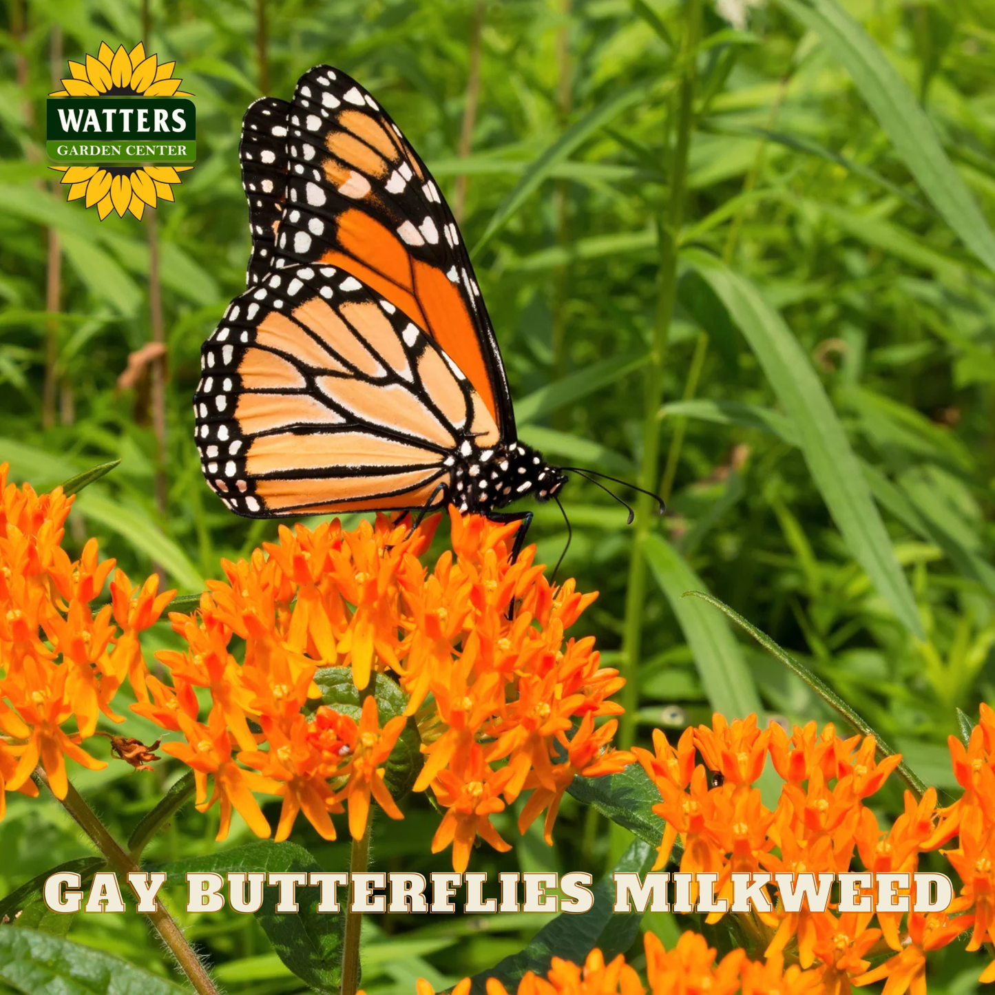 Monarch butterfly on orange flowers with Watters Garden Center branding
