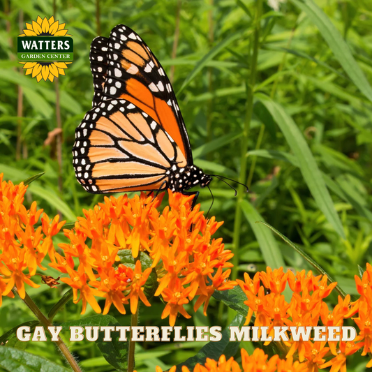 Monarch butterfly on orange flowers with Watters Garden Center branding