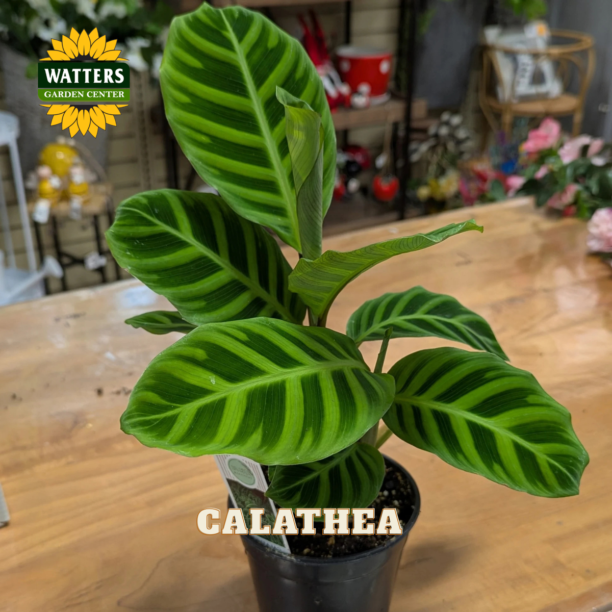 A potted Calathea plant with striking green and yellow striped leaves, shown in a black plastic nursery pot on a wooden table. The Watters Gardens Center logo is visible in the top left, and 'CALATHEA' is written in white text at the bottom.