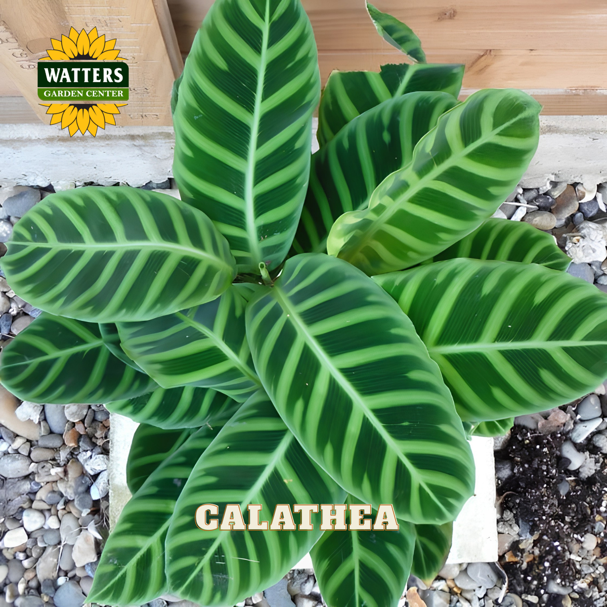 A potted Calathea plant with striking green and white striped leaves, shown growing in a white planter filled with small gray pebbles. The Watters Gardens Center logo is visible in the top left, and the word 'CALATHEA' is printed at the bottom.