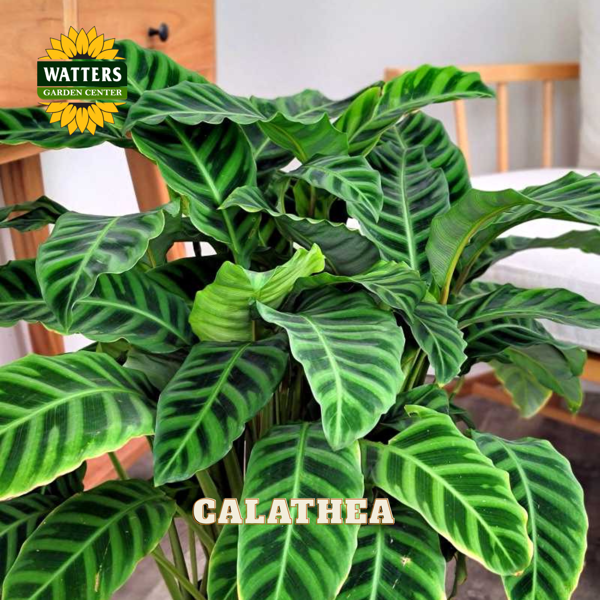 A potted Calathea plant with striking green and dark green variegated leaves, shown in a home setting with a Watters Gardens Center logo in the top left and the word 'CALATHEA' in white text at the bottom.