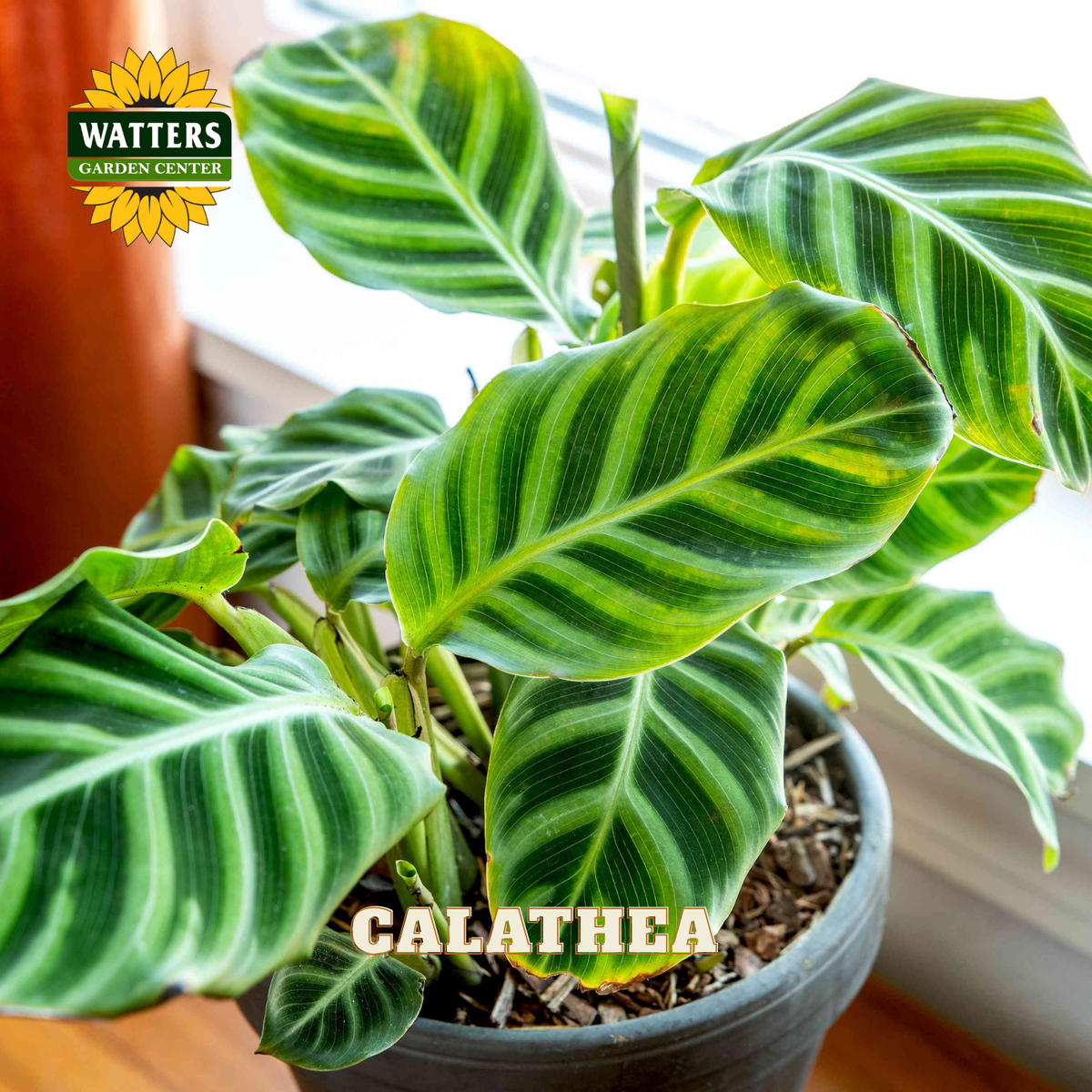 A potted Calathea plant with green and white striped leaves, shown in a gray pot on a windowsill. The Watters Gardens Center logo is in the top-left corner, and the word 'CALATHEA' is written in text at the bottom.