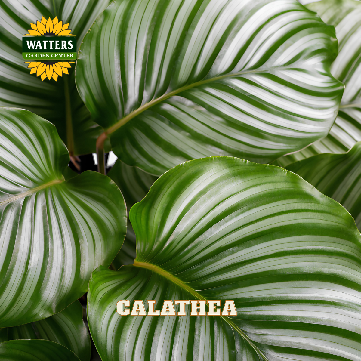 Close-up of a Calathea plant with large green and white striped leaves, featuring a Watters Gardens Center logo in the top left and the word CALATHEA in beige text near the bottom.