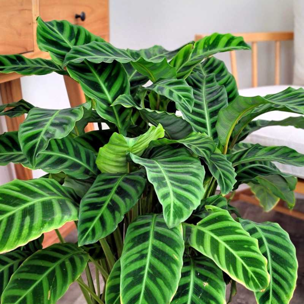A vibrant green Calathea Okeechenica plant with distinctive dark green and light green striped patterned leaves, shown in a home setting with wooden furniture in the background.