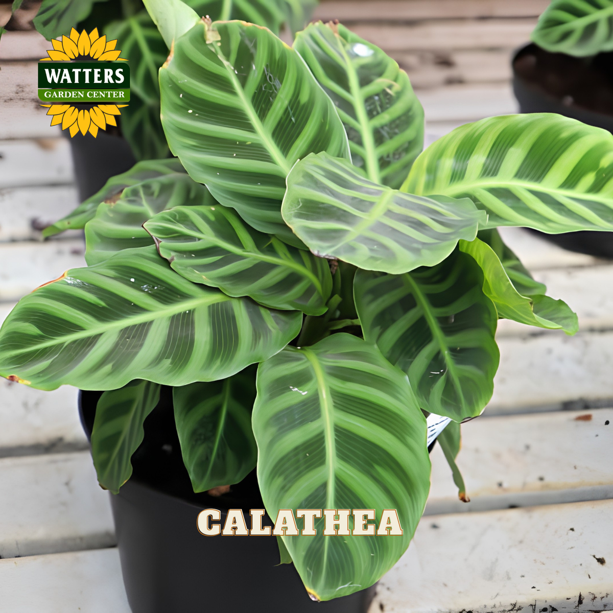 A potted Calathea plant with striking green and white striped leaves, shown in a black nursery pot on a light wooden surface. The Watters Gardens Center logo is visible in the top left, and the word 'CALATHEA' is written at the bottom.