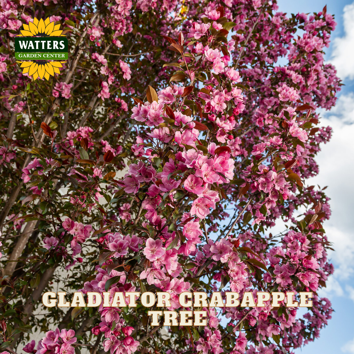 GLADIATOR CRABAPPLE TREE 10gal
