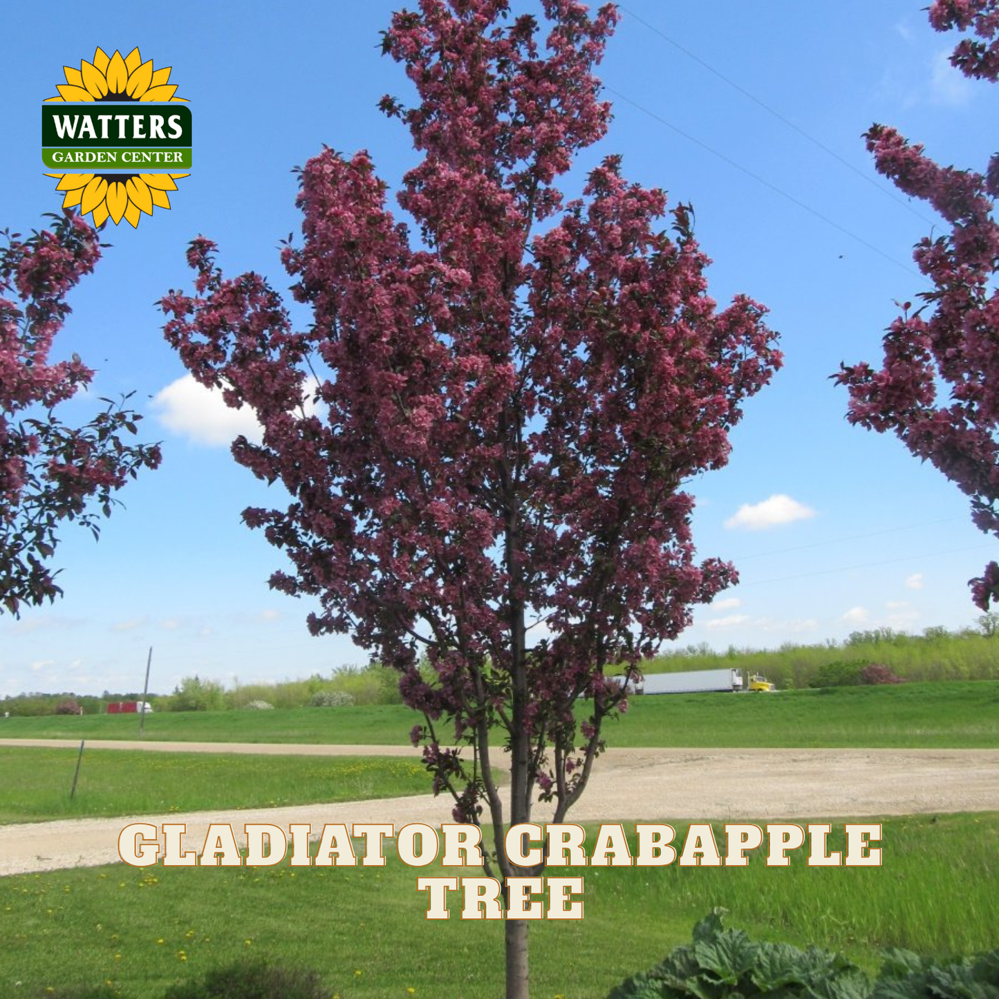 GLADIATOR CRABAPPLE TREE 10gal