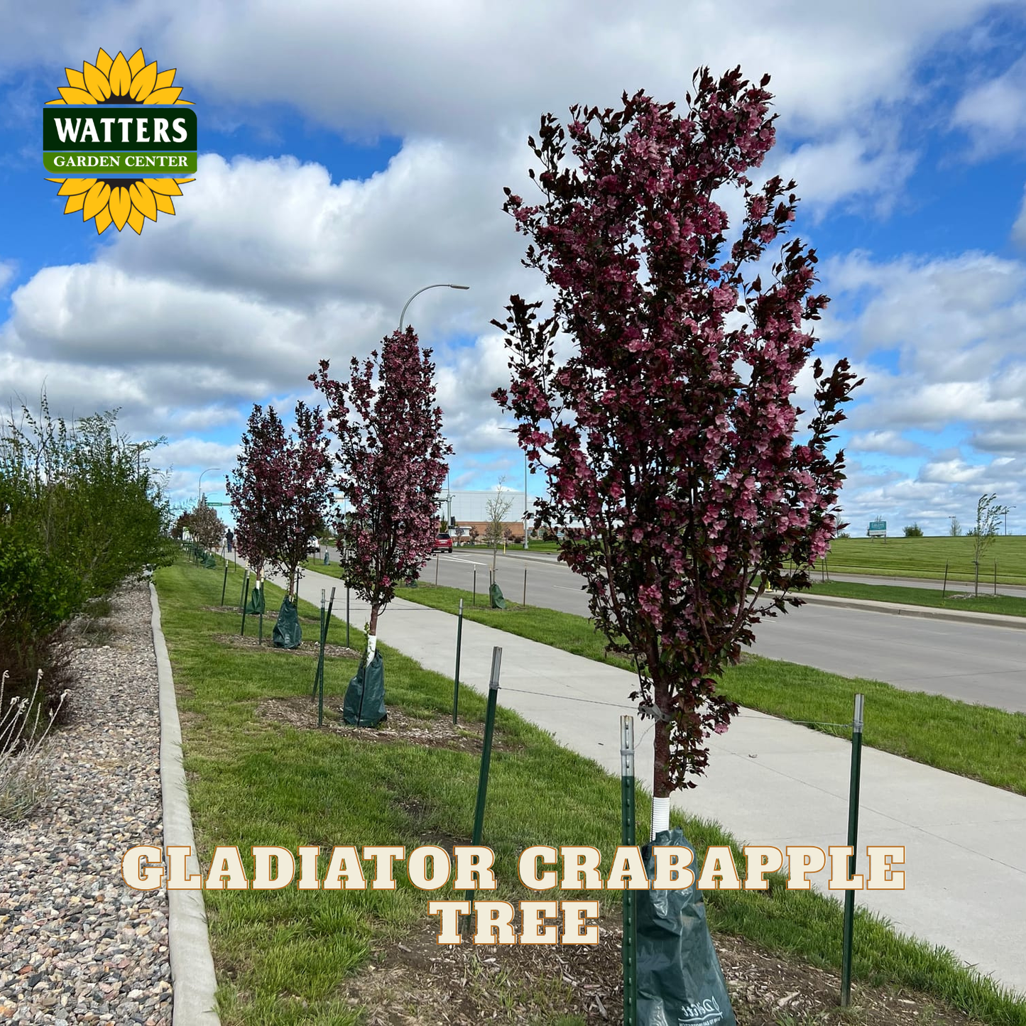 GLADIATOR CRABAPPLE TREE 10gal