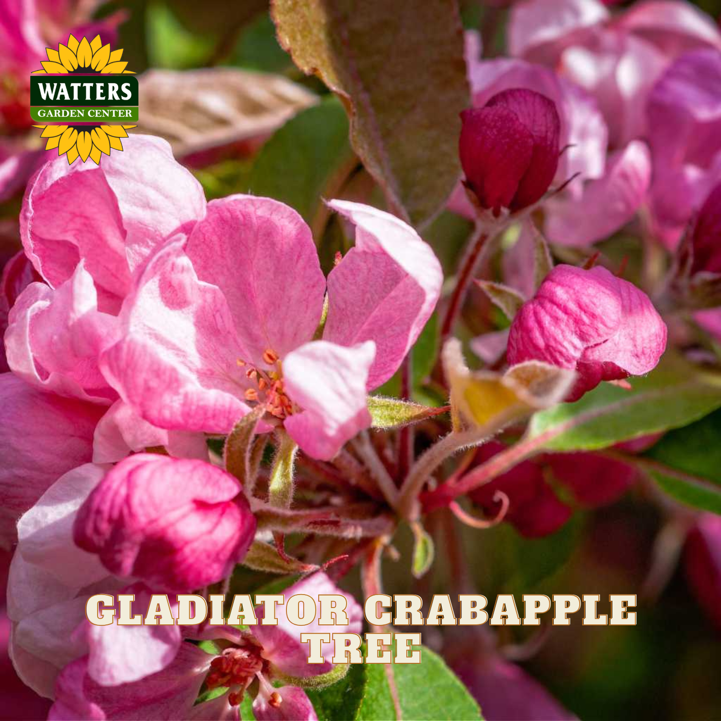 GLADIATOR CRABAPPLE TREE 10gal